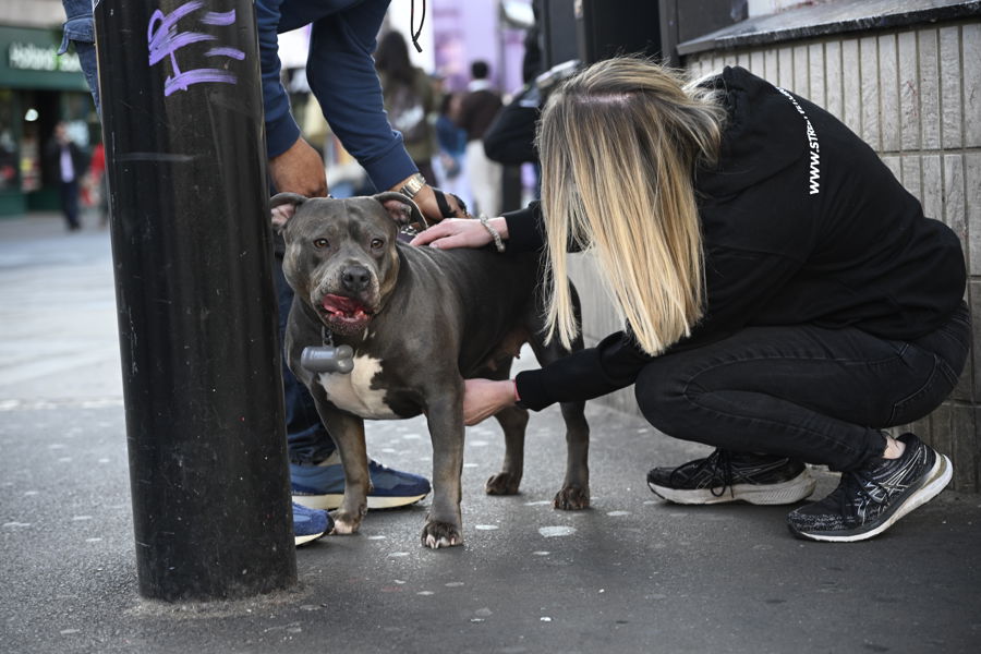 StreetVet volunteer examines a dog on a city pavement while another person gently holds the dog steady