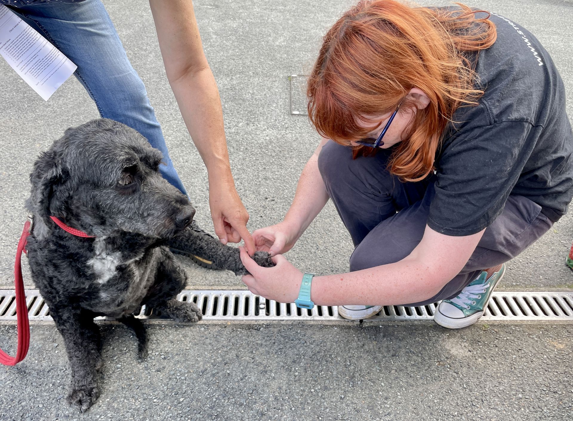 A StreetVet volunteer crouching down and inspecting a dogs nails