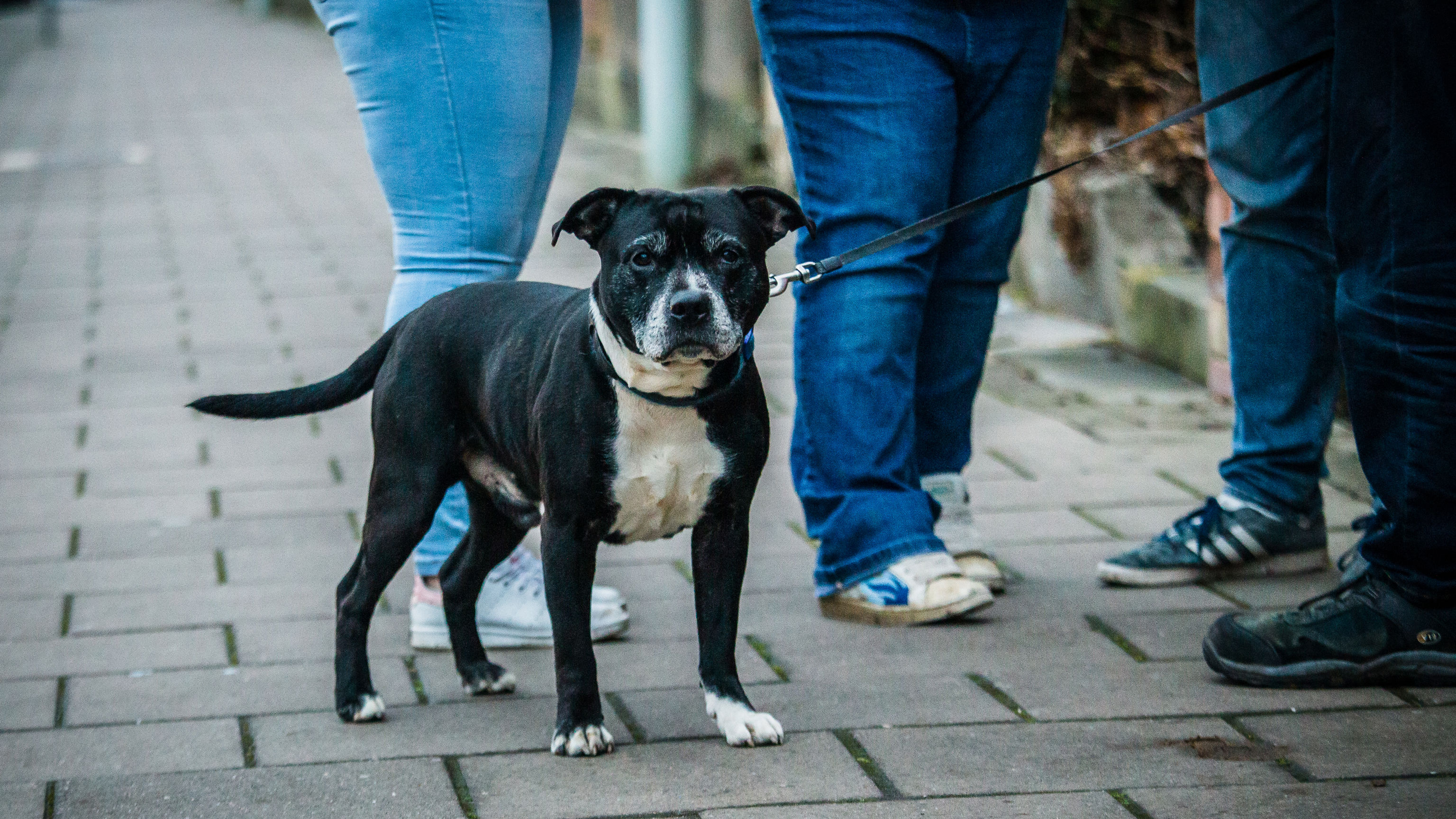 Gloucester_Bruce_Streetvet Team C Love Phodography  Streetvet-0209.jpg